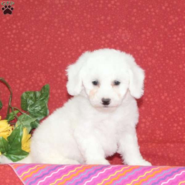 Peach, Bichon Frise Puppy